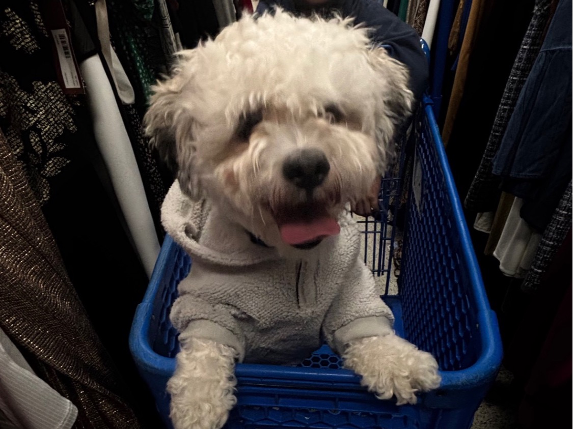 ShihPoo 1 year 4 months old male small named Max for breeding in Davenport, Florida | Petmeetly