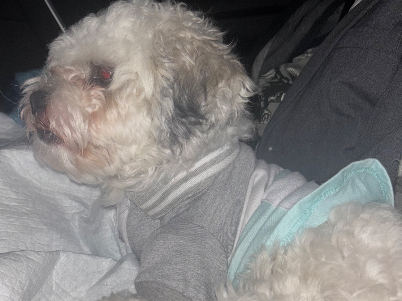 ShihPoo 1 year 4 months old male small named Max for breeding in Davenport, Florida | Petmeetly