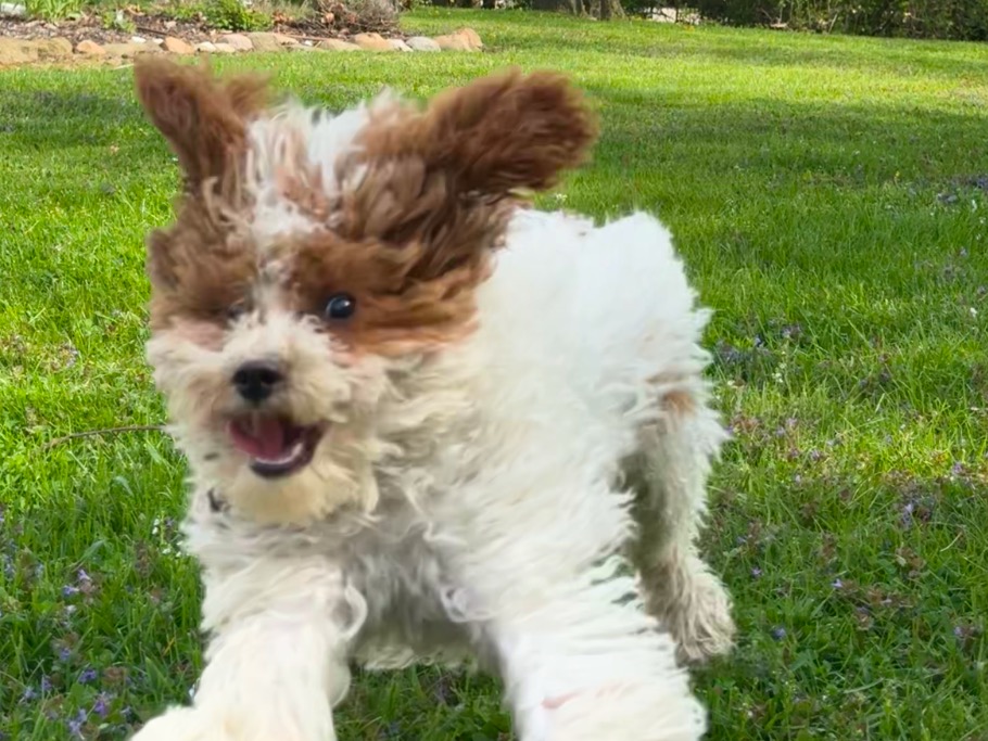 Cavapoo (Cavadoodle) 1 year 2 months old male medium named Rudolf for breeding in Haslett, Michigan | Petmeetly