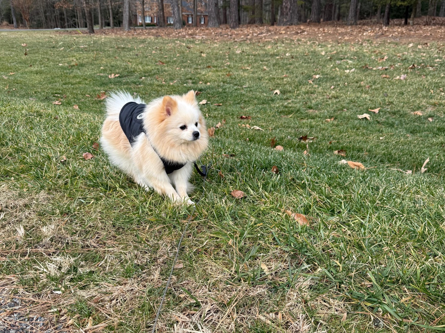 Pomeranian 2 years old male medium named lucky for breeding in Richmond, Virginia | Petmeetly