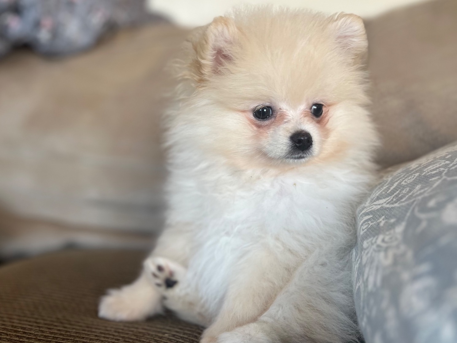 Pomeranian 2 years old male medium named lucky for breeding in Richmond, Virginia | Petmeetly