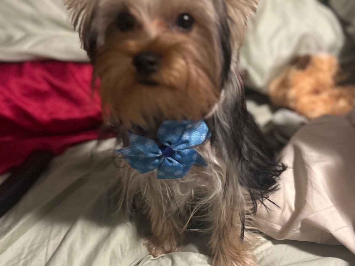 Yorkshire Terrier 1 year old male small named Sampson for breeding in Stafford, Virginia | Petmeetly
