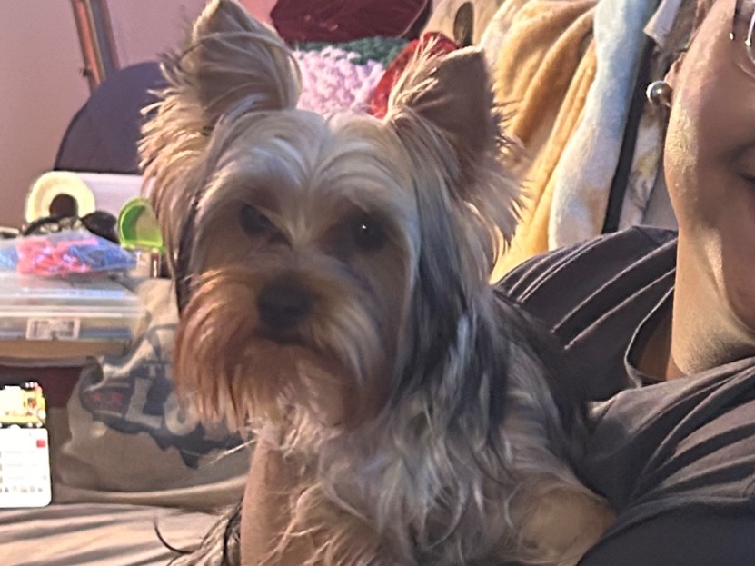 Yorkshire Terrier 1 year old male small named Sampson for breeding in Stafford, Virginia | Petmeetly