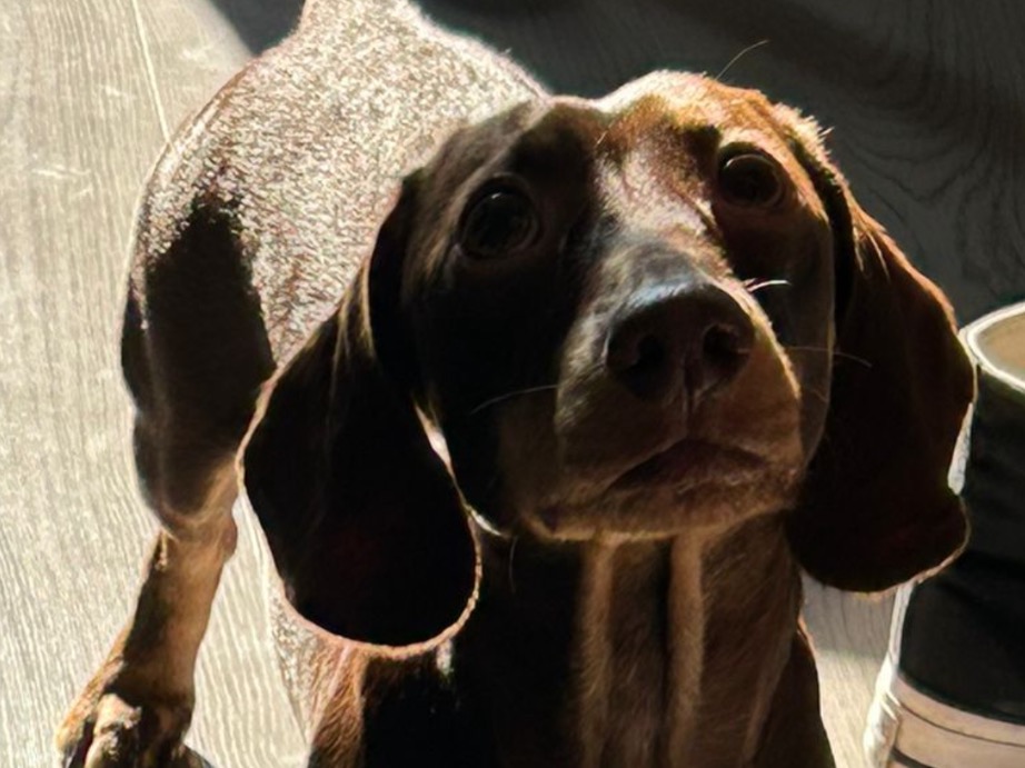 Miniature Dachshund 3 years 6 months old male small named buddy for breeding in Sheffield, England | Petmeetly