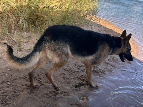 German Shepherd 2 years old male large named Ranger for breeding in Kingman, Arizona | Petmeetly