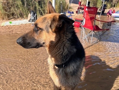German Shepherd 2 years old male large named Ranger for breeding in Kingman, Arizona | Petmeetly