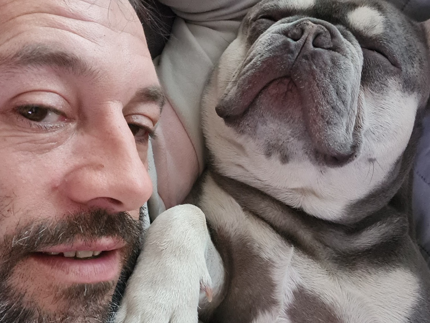 French Bulldog 3 years 4 months old male medium named Mr Grumpy Reg for breeding in Puriton, England | Petmeetly
