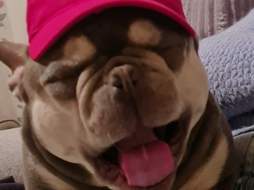 French Bulldog 3 years 4 months old male medium named Mr Grumpy Reg for breeding in Puriton, England | Petmeetly