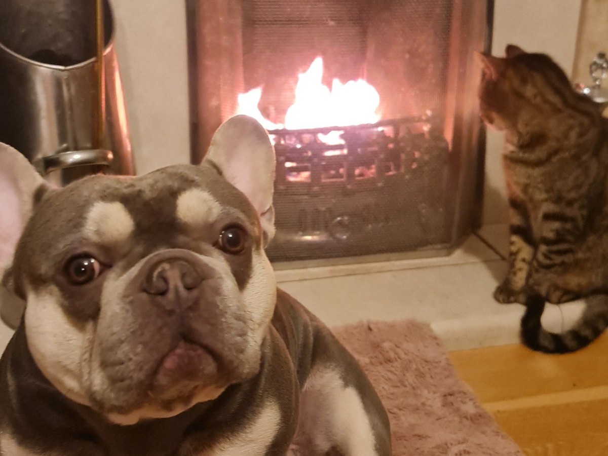 French Bulldog 3 years 4 months old male medium named Mr Grumpy Reg for breeding in Puriton, England | Petmeetly