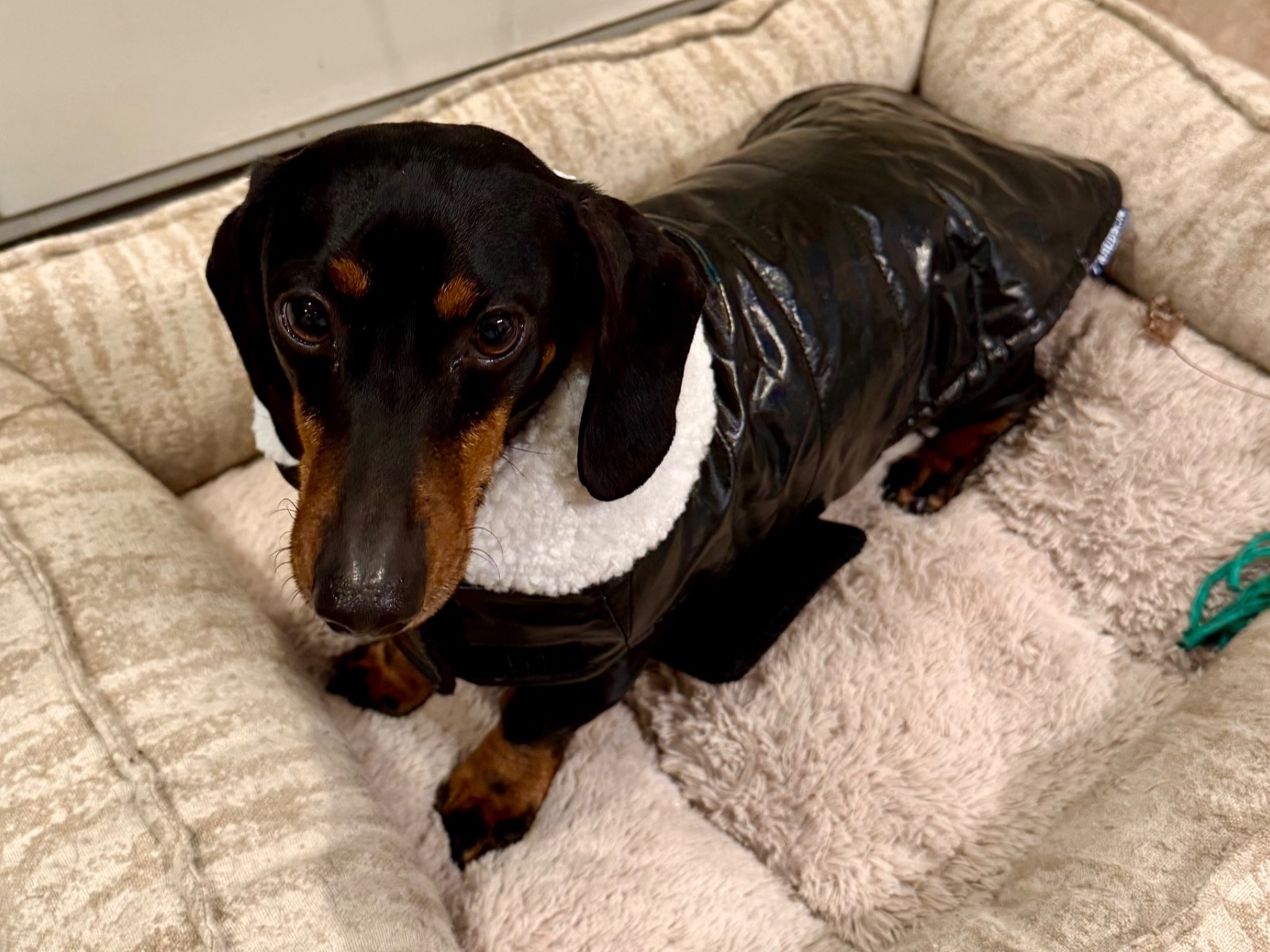 Miniature Dachshund 5 years old male small named Sir Hank for breeding in Olathe, Kansas | Petmeetly