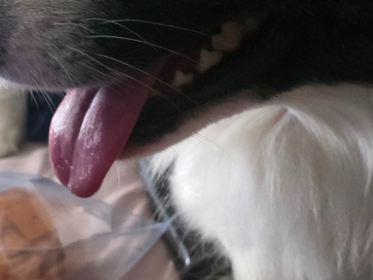 Border Collie 1 year old male large named Asher for breeding in Jacksonville, Florida | Petmeetly