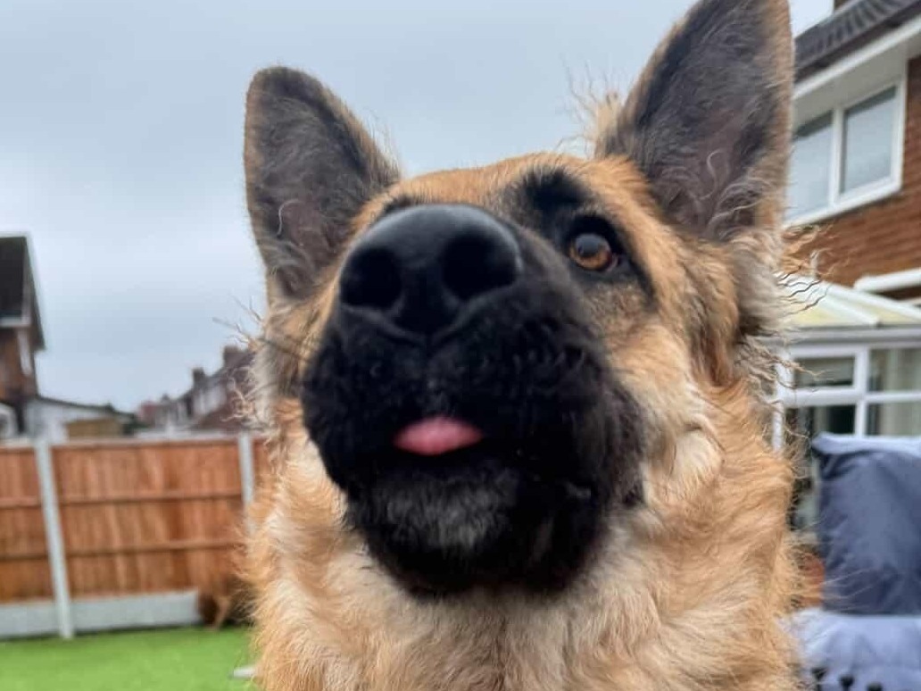 German Shepherd 1 year 1 month old male large named Argus for breeding in Warton, England | Petmeetly