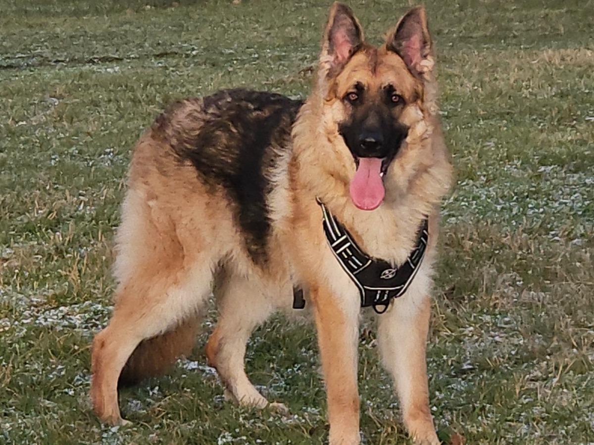 German Shepherd 1 year 1 month old male large named Argus for breeding in Warton, England | Petmeetly