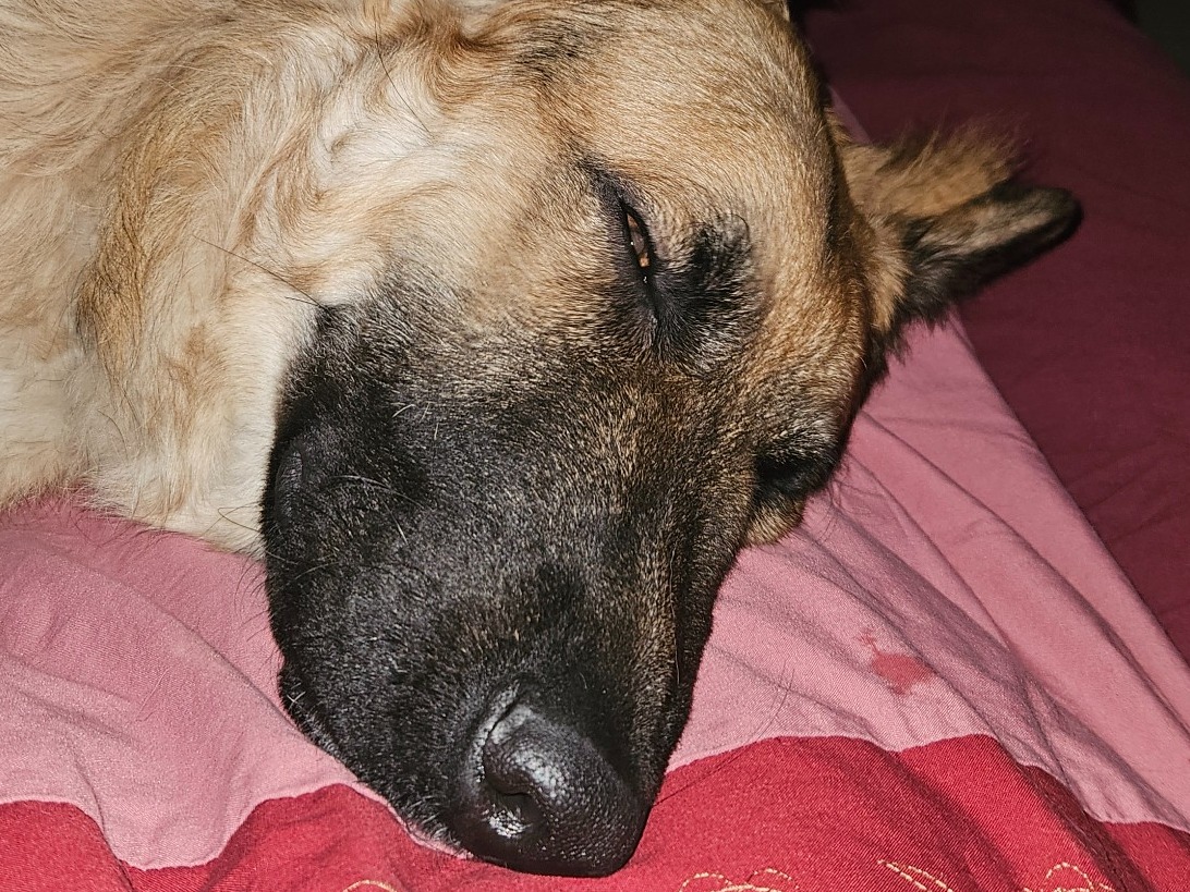 German Shepherd 1 year 1 month old male large named Argus for breeding in Warton, England | Petmeetly