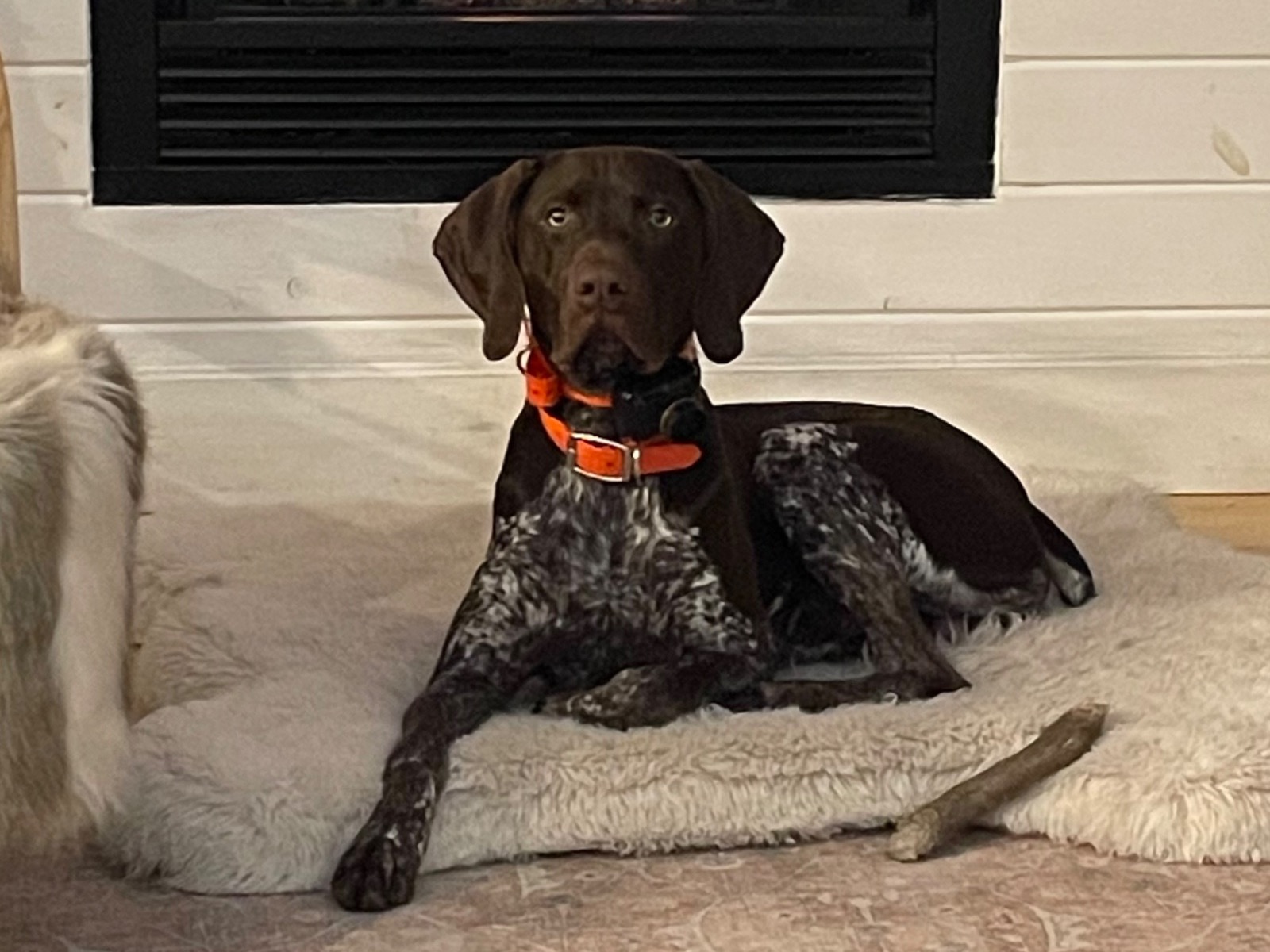 German Shorthaired Pointer 3 years 1 month old male large named Gunner for breeding in Burlington, Wisconsin | Petmeetly