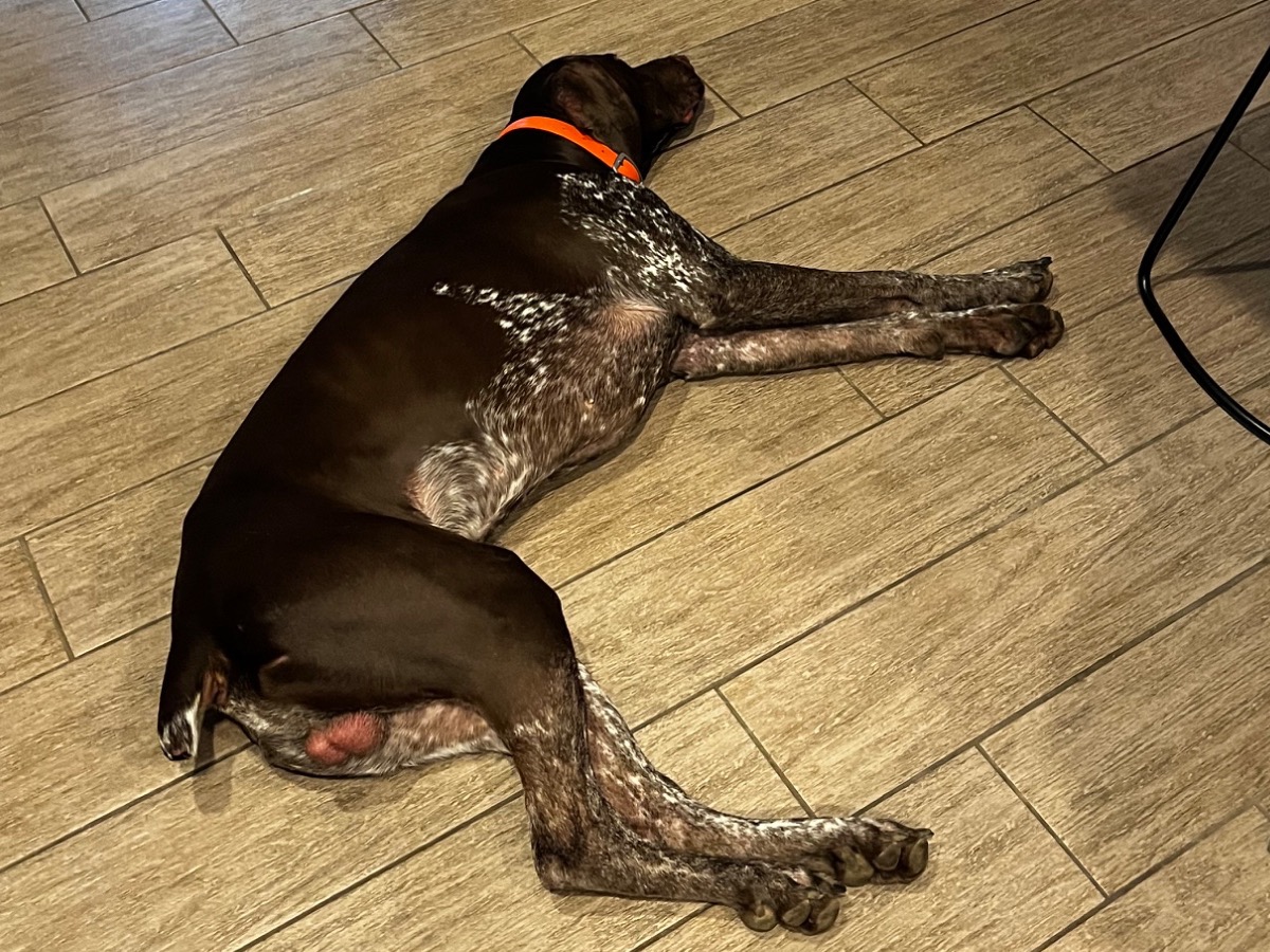 German Shorthaired Pointer 3 years 1 month old male large named Gunner for breeding in Burlington, Wisconsin | Petmeetly