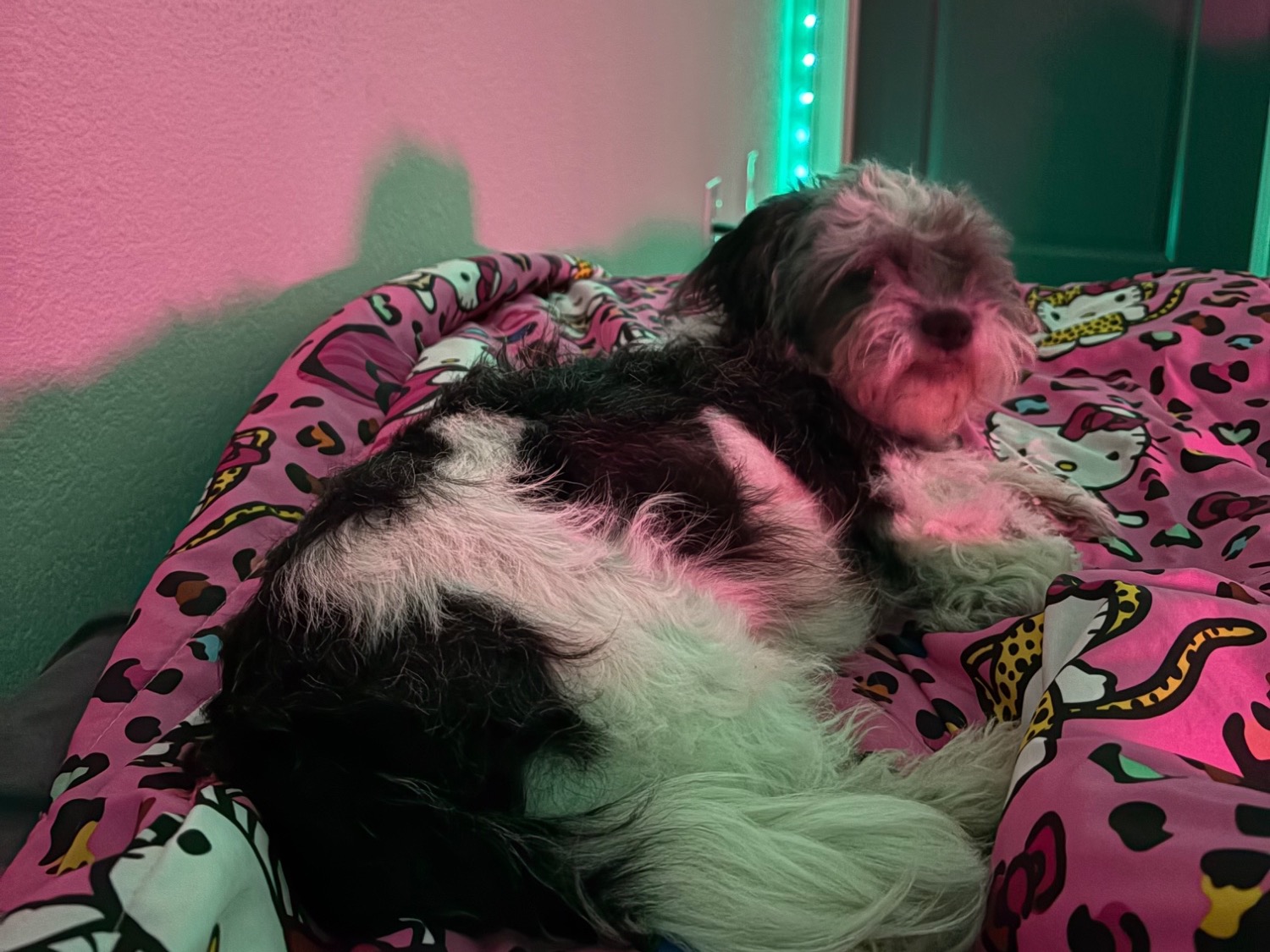 Shih Tzu 5 years old female medium named lizzy for breeding in Spring, Texas | Petmeetly