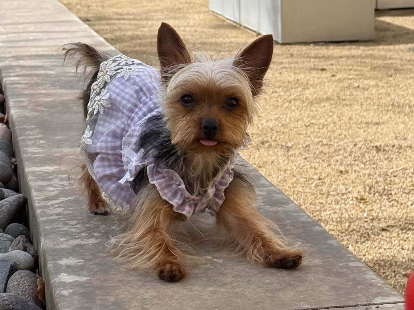 Teacup Yorkshire Terrier 2 years old female small named Channel for breeding in Los Angeles, California | Petmeetly