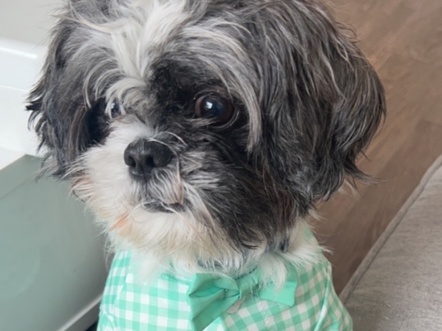 Shih Tzu 5 years old male medium named benji for breeding in Leland, North Carolina | Petmeetly
