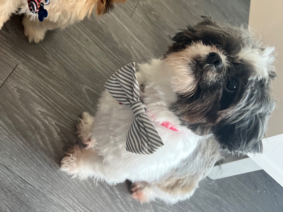 Shih Tzu 5 years old male medium named benji for breeding in Leland, North Carolina | Petmeetly
