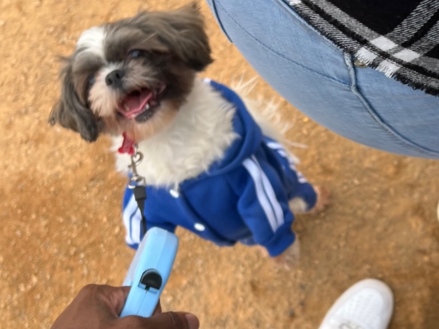 Shih Tzu 5 years old male medium named benji for breeding in Leland, North Carolina | Petmeetly