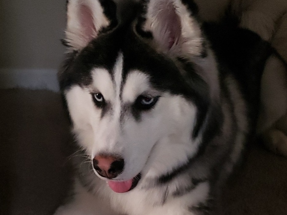 Siberian Husky 4 years old male large named Ghost for breeding in Roanoke, Virginia | Petmeetly