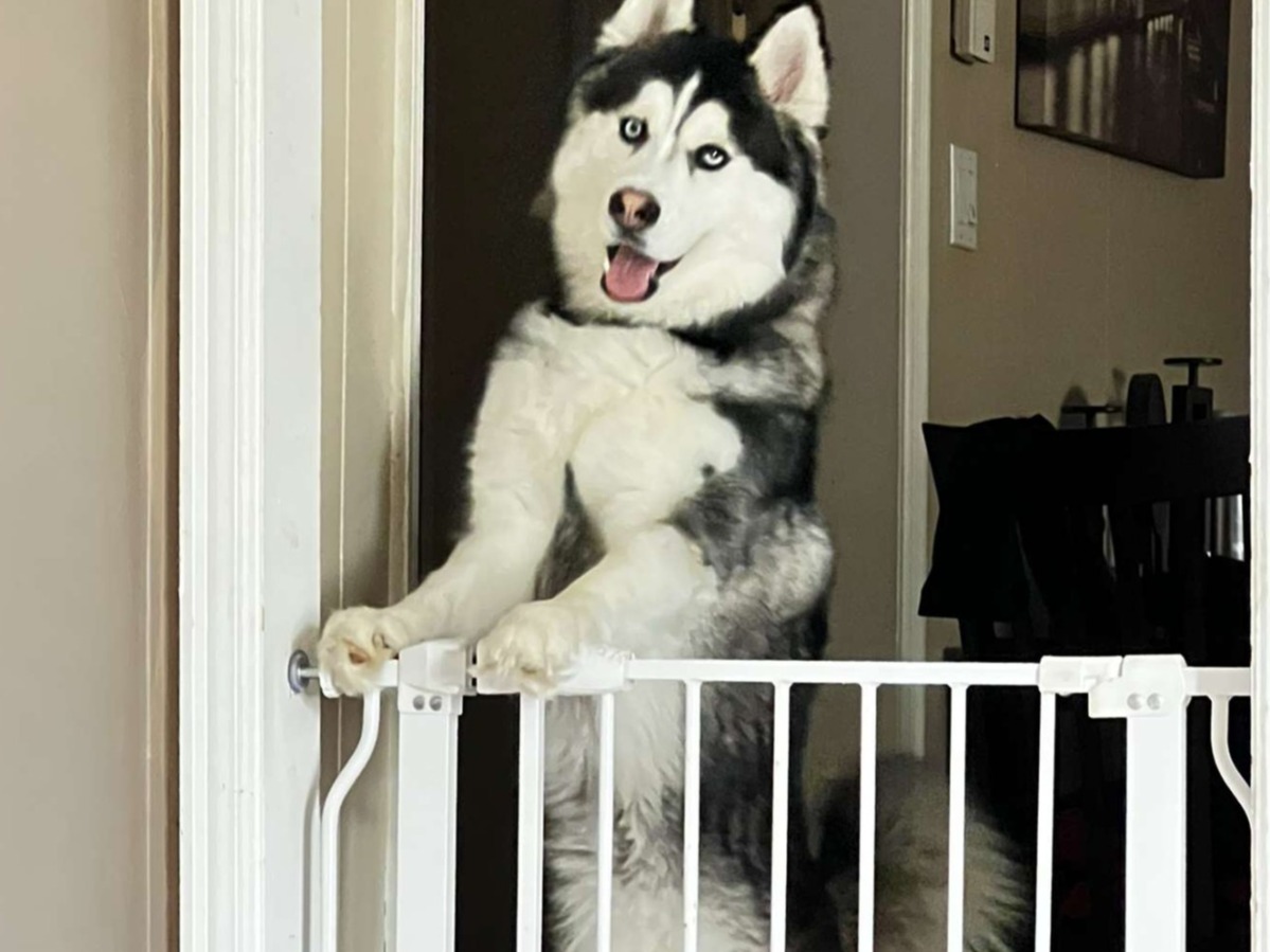 Siberian Husky 4 years old male large named Ghost for breeding in Roanoke, Virginia | Petmeetly