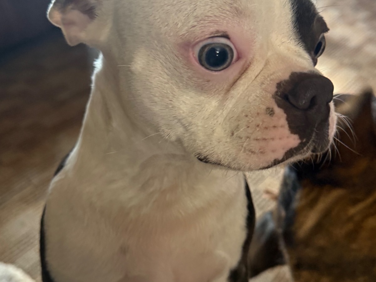 Boston Terrier 2 years old female medium named oakleigh for breeding in Hooks, Texas | Petmeetly