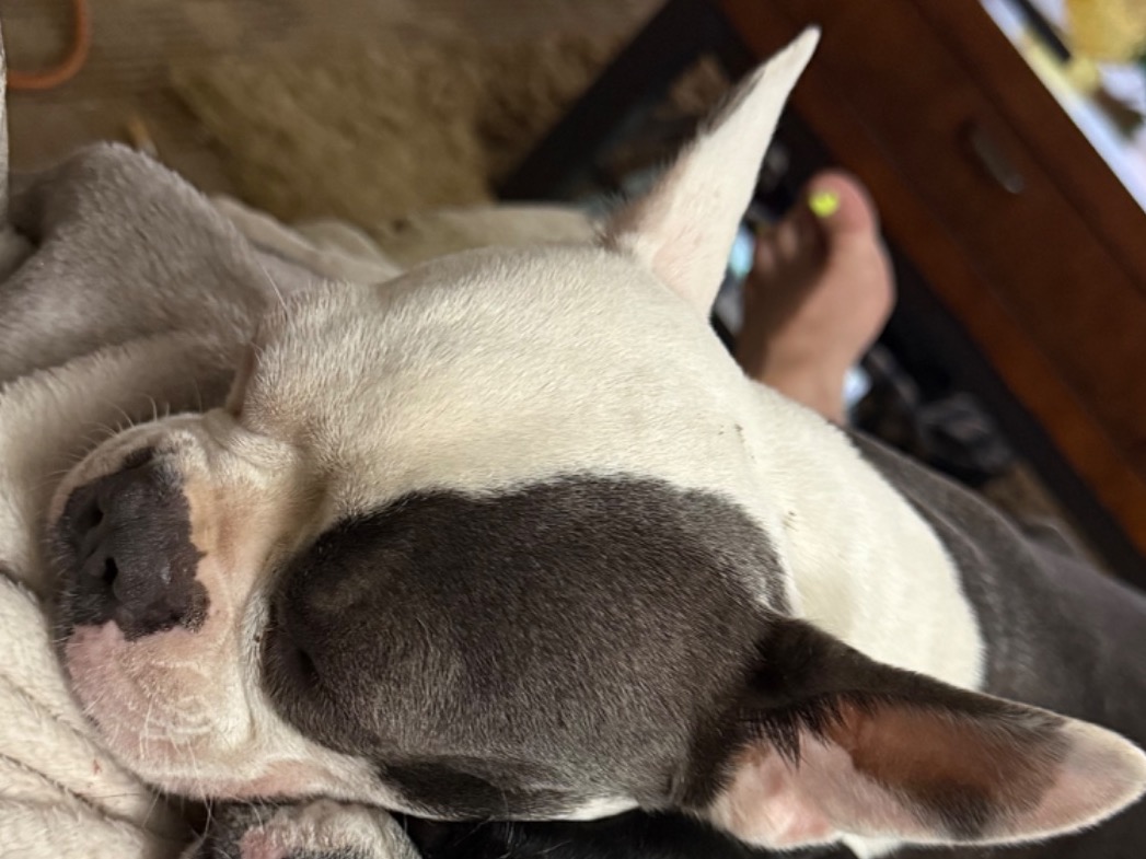 Boston Terrier 2 years old female medium named oakleigh for breeding in Hooks, Texas | Petmeetly