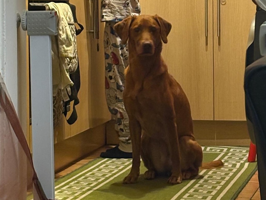 Chasie - Fox Red Labrador | Petmeetly