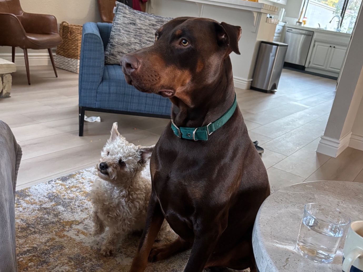 doby - Doberman | Petmeetly