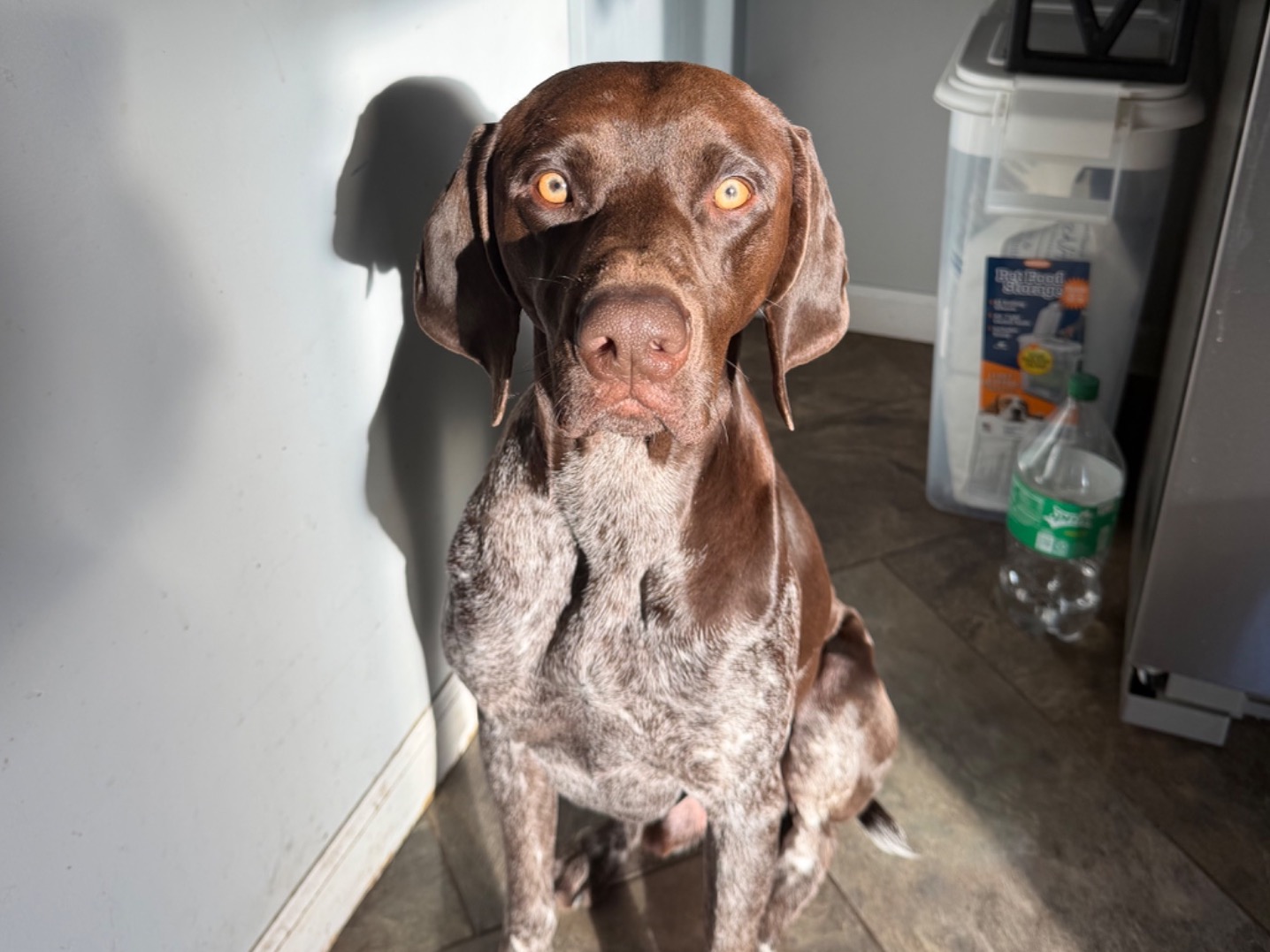 benny - German Shorthaired Pointer | Petmeetly