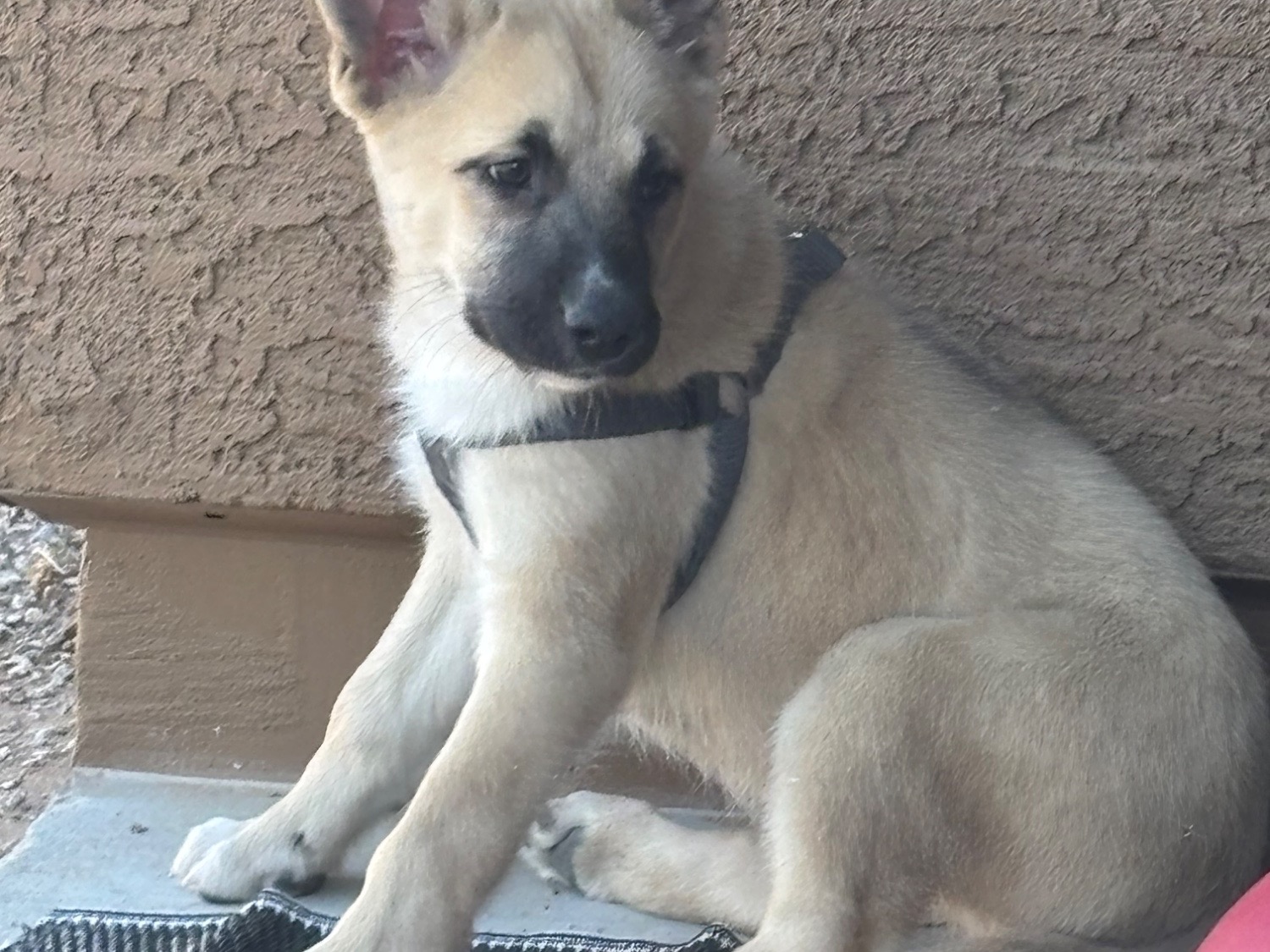 German Shepherd 1 year old female medium named Athena for breeding in San Tan Valley, Arizona | Petmeetly