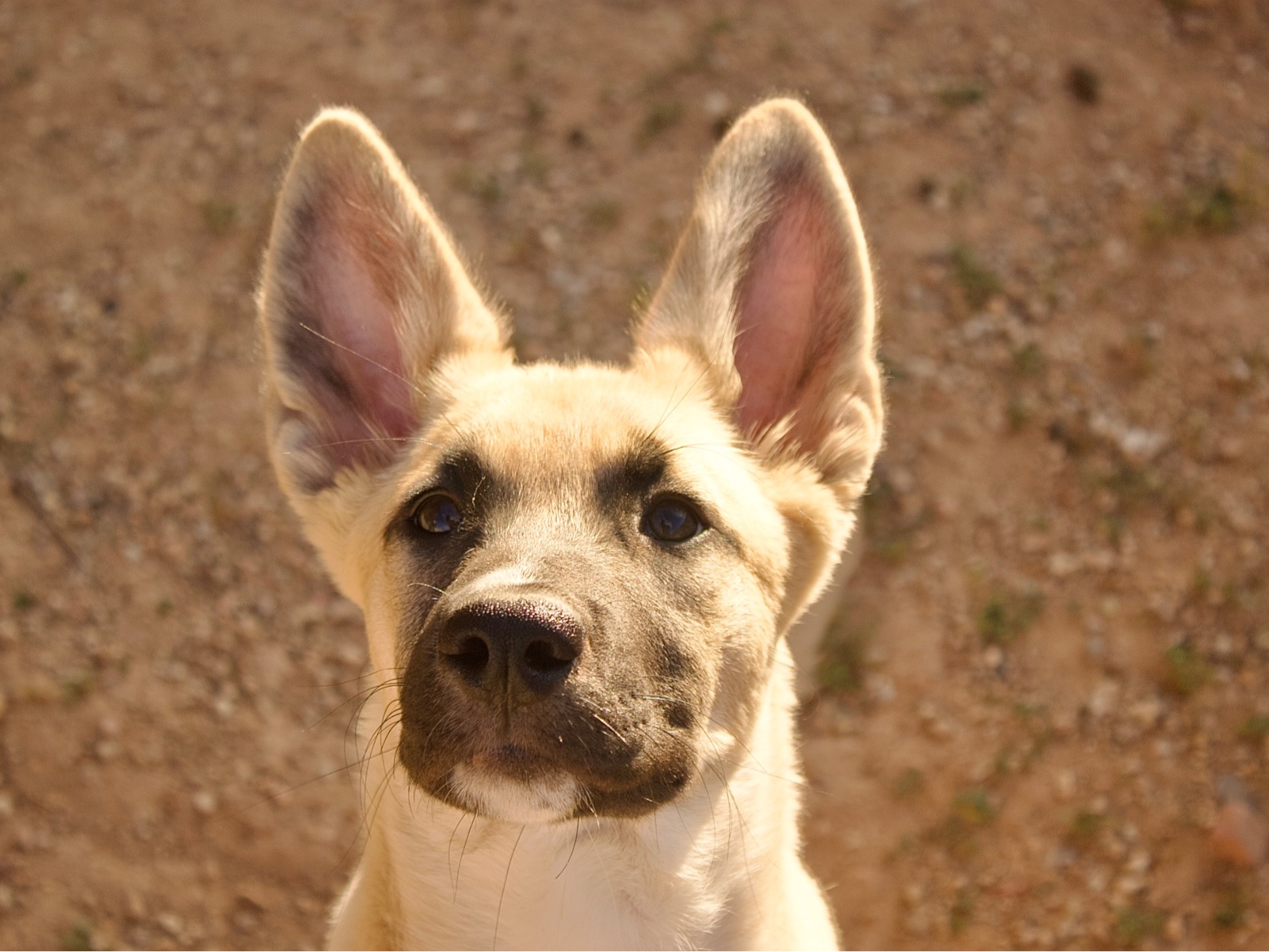 German Shepherd 1 year old female medium named Athena for breeding in San Tan Valley, Arizona | Petmeetly