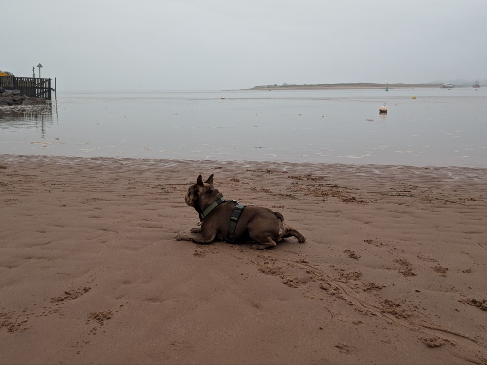 French Bulldog 3 years old male small named chunk for breeding in Exmouth, England | Petmeetly