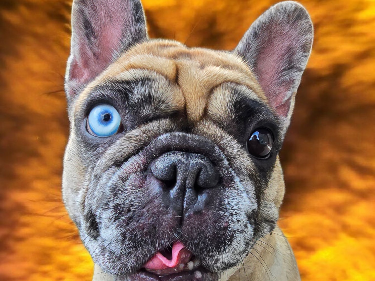 Luna - French Bulldog | Petmeetly