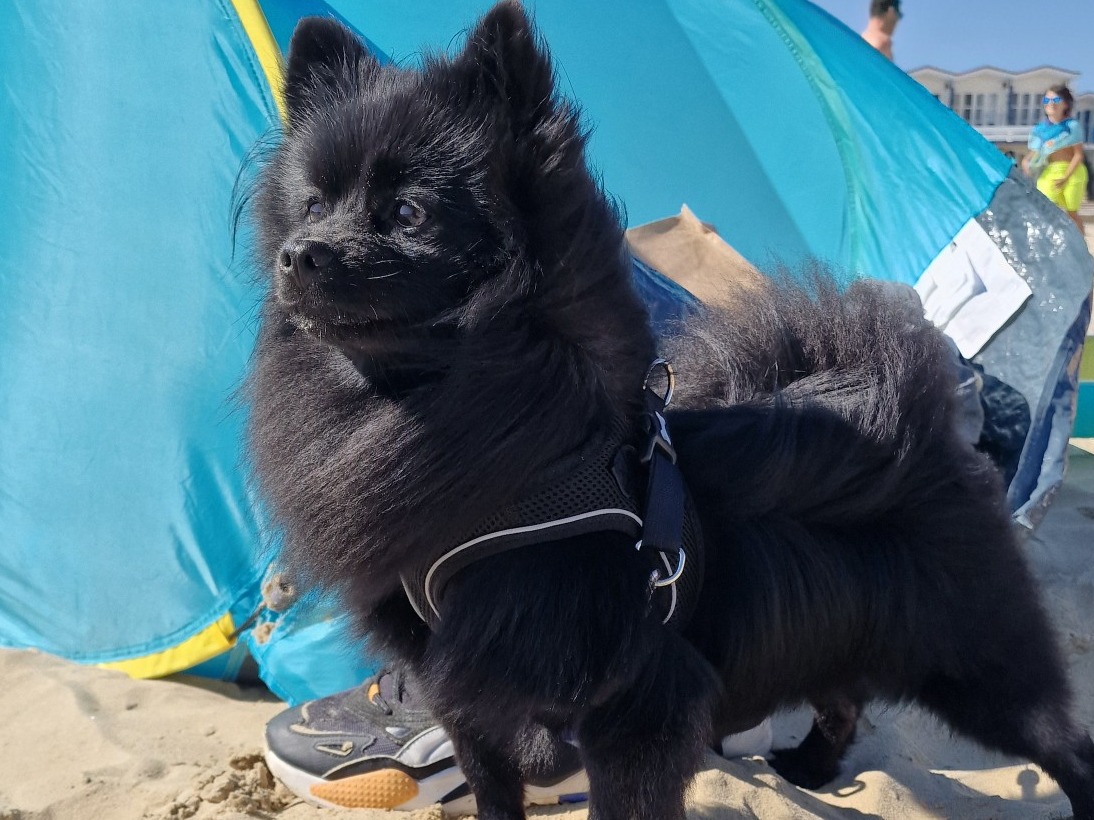 Pomeranian 3 years 7 months old male small named Lemmy for breeding in Great Holm, England | Petmeetly