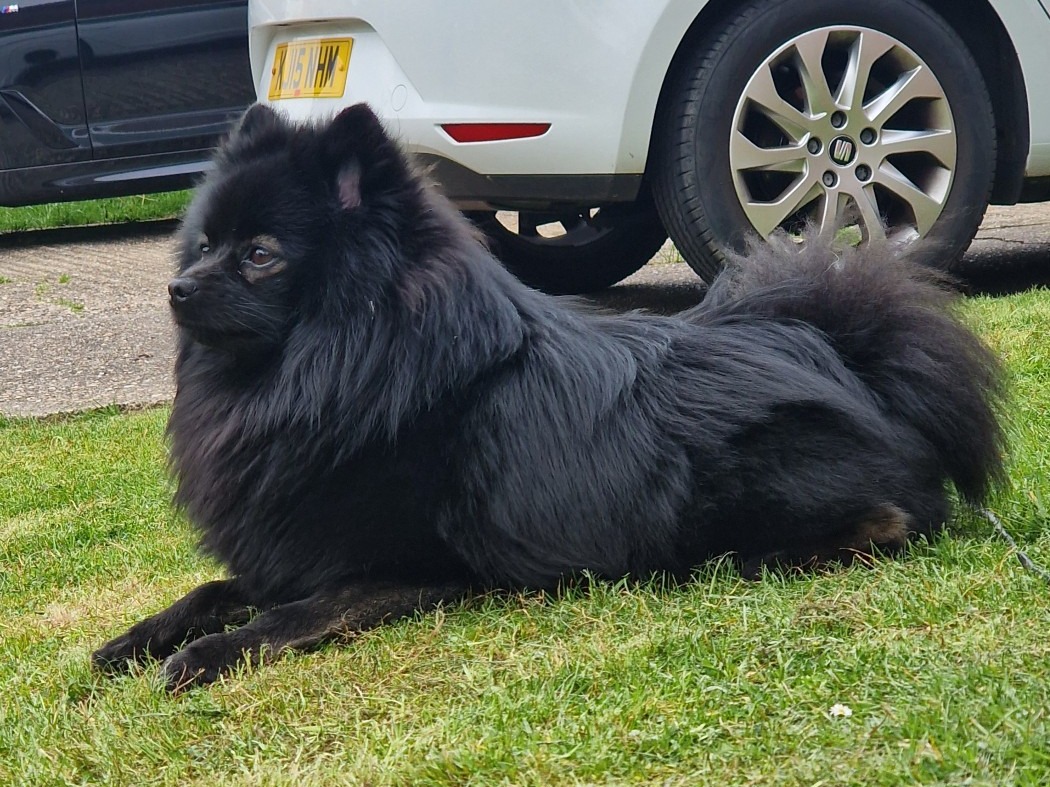 Pomeranian 3 years 7 months old male small named Lemmy for breeding in Great Holm, England | Petmeetly