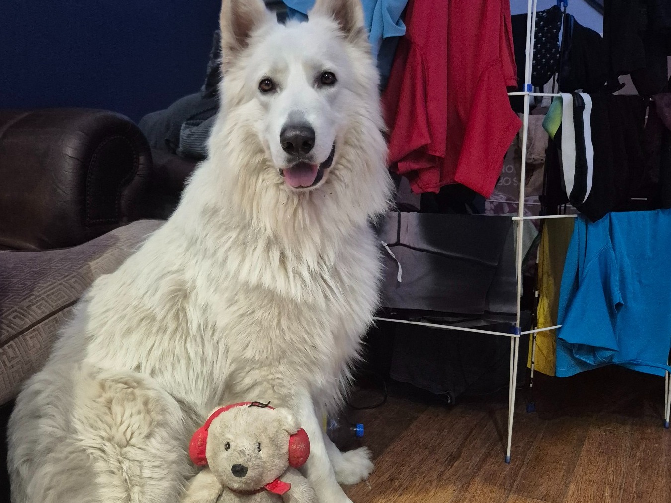 German Shepherd 6 years old male large named Bolt for breeding in Stourbridge, England | Petmeetly