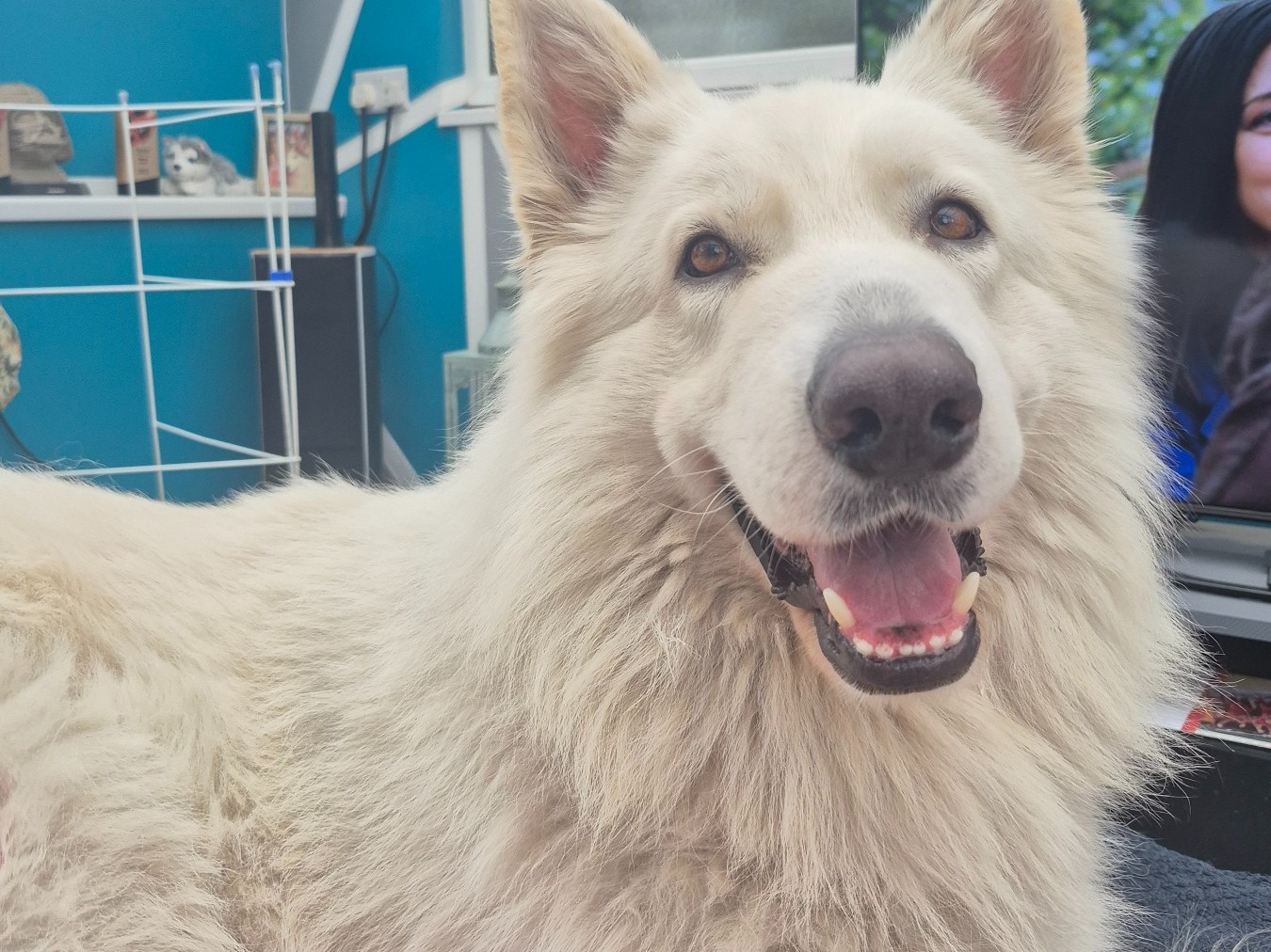 German Shepherd 6 years old male large named Bolt for breeding in Stourbridge, England | Petmeetly