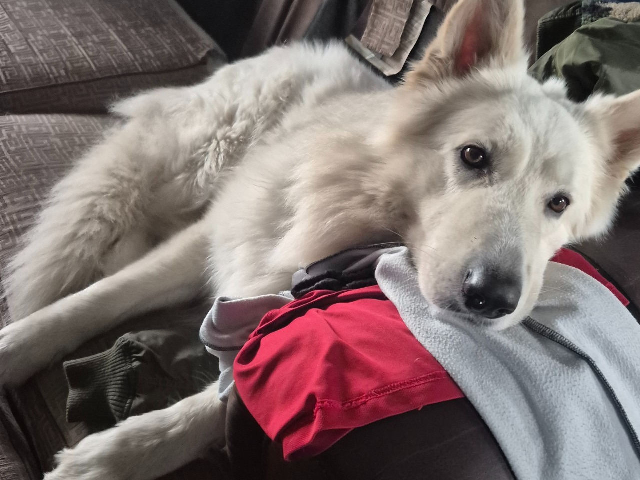 German Shepherd 6 years old male large named Bolt for breeding in Stourbridge, England | Petmeetly