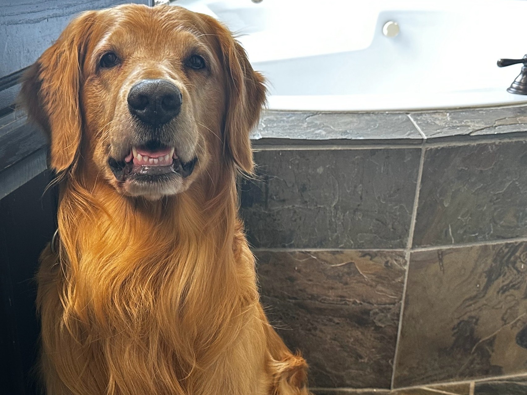 Golden Retriever 7 years old male large named Franklin for breeding in Prosper, Texas | Petmeetly