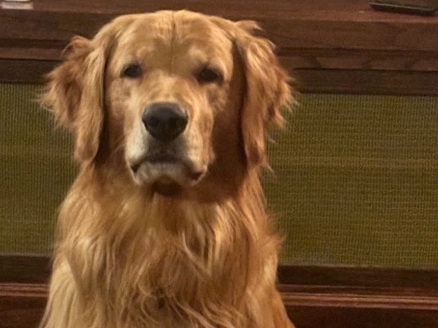 Golden Retriever 7 years old male large named Franklin for breeding in Prosper, Texas | Petmeetly