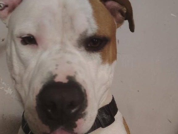 American PitBull Terrier 2 years old male large named kaleb for breeding in O'Kean, Arkansas | Petmeetly
