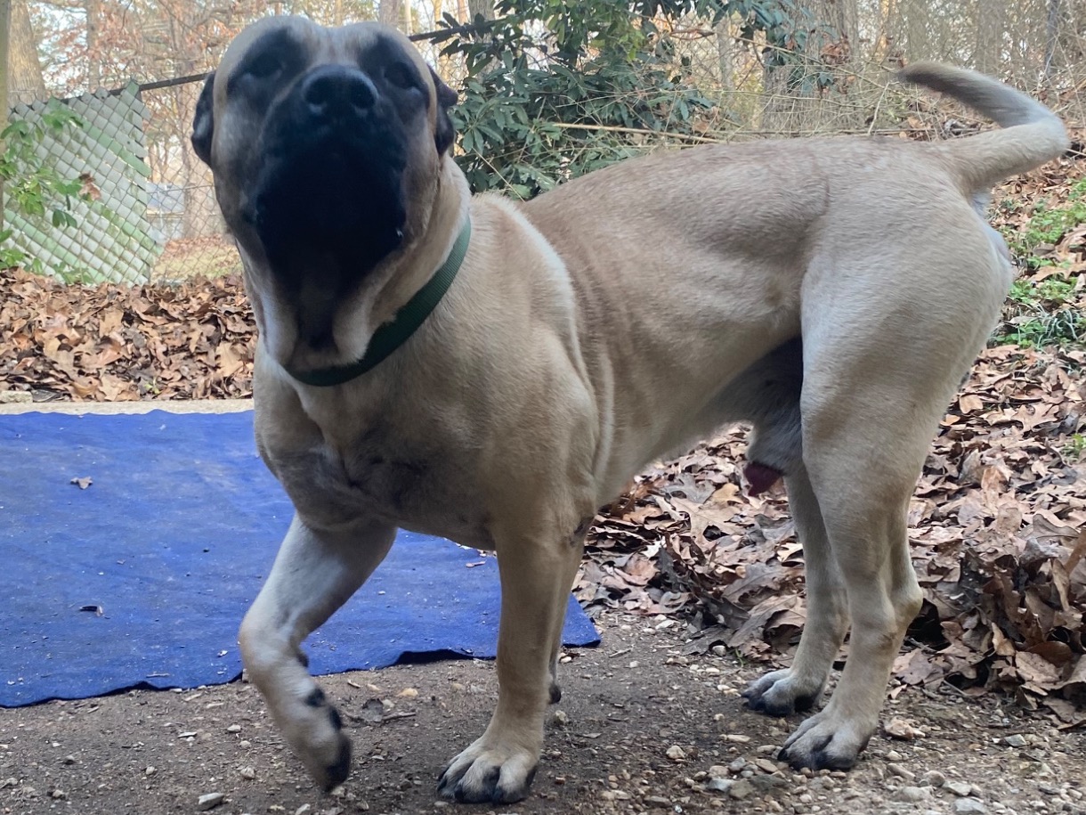 Kodak - Presa Canario | Petmeetly