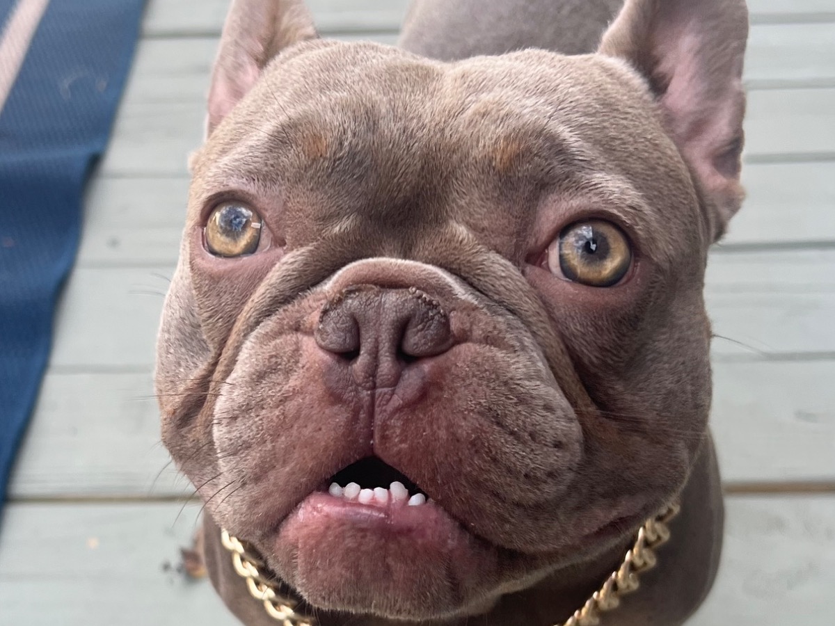 French Bulldog 1 year 6 months old male medium named duncan for breeding in Powell, Ohio | Petmeetly