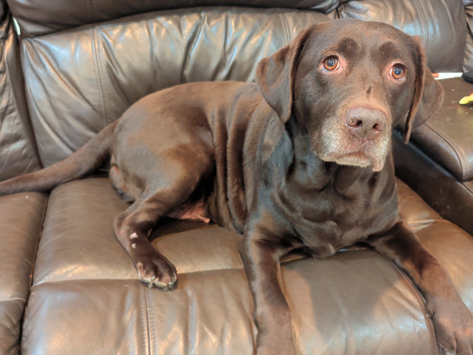 English Labrador Retriever 8 years old female large named Jolene for breeding in San Leon, Texas | Petmeetly
