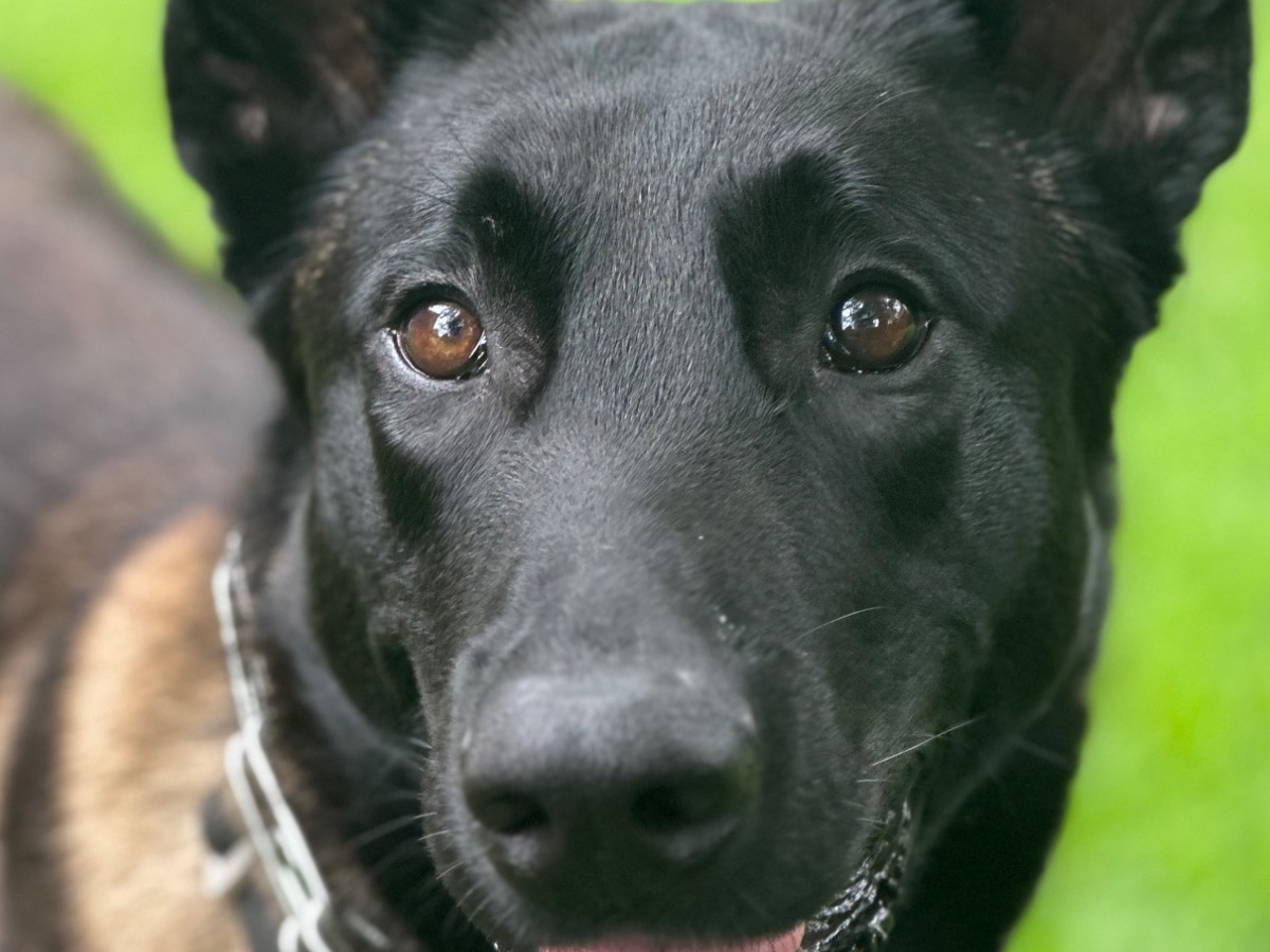 Belgian Malinois 4 years old male large named Max for breeding in Lynwood, Illinois | Petmeetly