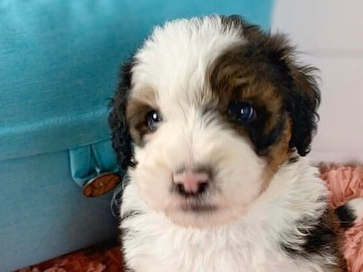 Toy Poodle 1 year old female small named Poodle for breeding in Lamont, California | Petmeetly