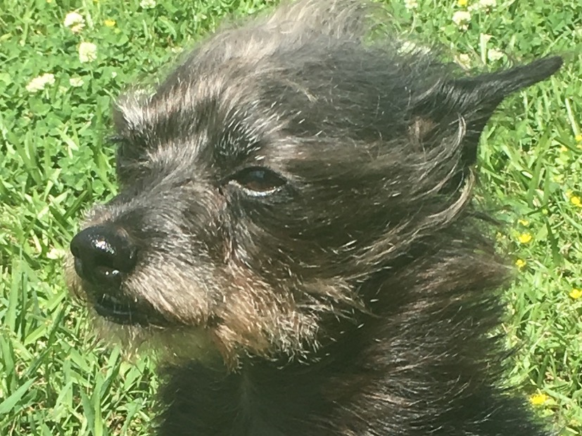 Angelo - Yorkshire Terrier | Petmeetly